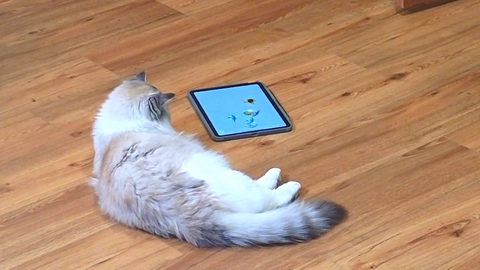 Cat also hates ads