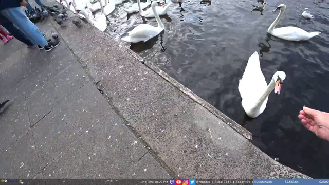 bitten by a swan
