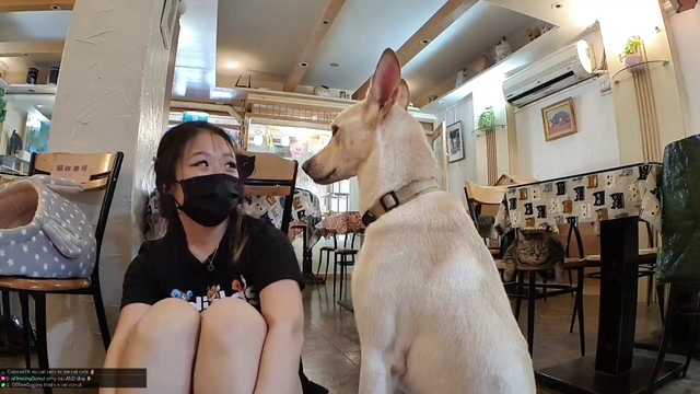 Dog bites streamer!