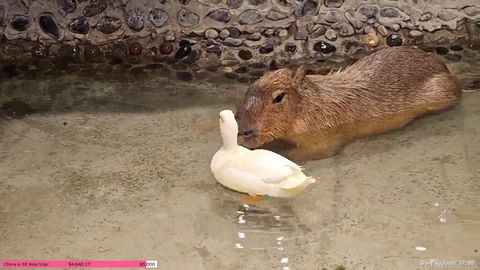 Capybara chills with duck