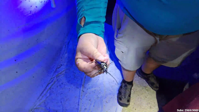 Longhorn beetle catches termite mid-air