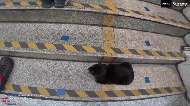 JOEYKAOTYK - Joey finds a cute cat nappin