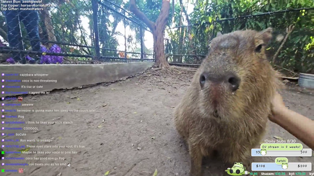 Capybara tries to eat streamer's phone