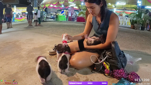 Cute piglets drinking milk