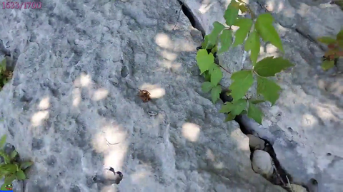 Maya Sits on a Ant Lair by Mistake