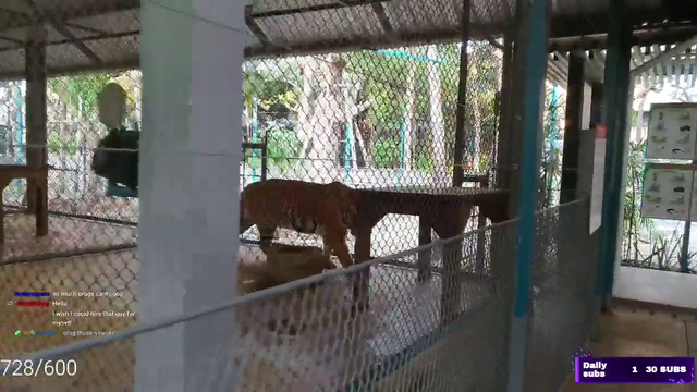 Tiger pees on Girl