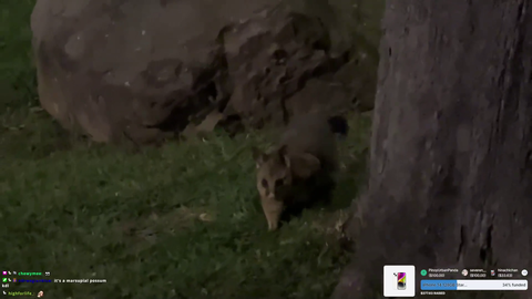 Nocturnal animal bites Sydney Streamer on a midnight walk
