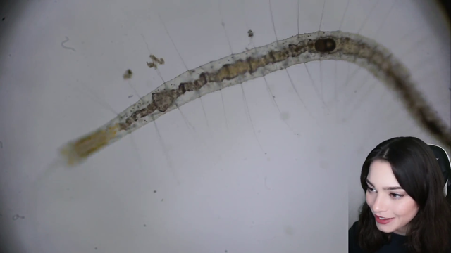microscope streamer discovers alien from another world
