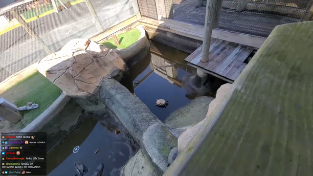 Zookeeper flips a turtle