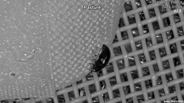 How Beetles are Sexed