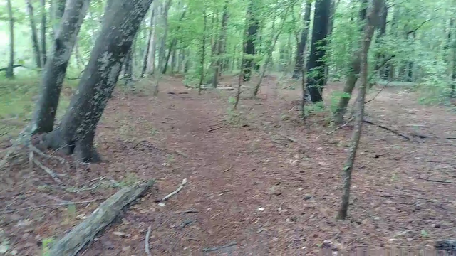 Alec saw someone getting head in the woods