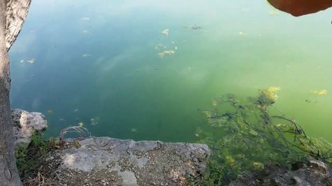 Alec Ludford catches fish in 10 seconds with half a fishing rod