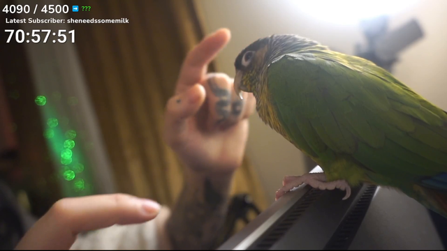 Julia's parakeet shows her who's boss