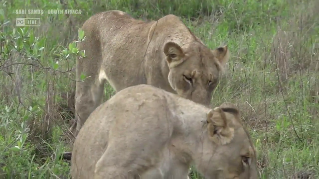 Pile of Lions