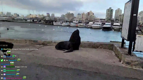 Wild sea lion in Punta del Este, Uruguay