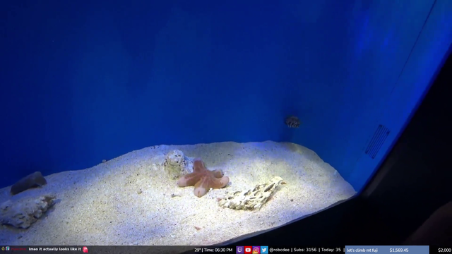 Gachi Starfish