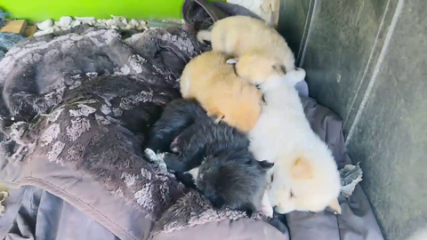 Cute Little Fluff Balls