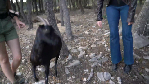 Goats attack Pokimane