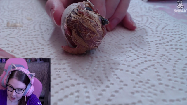 Starlet Blossom hatches a pigeon on stream