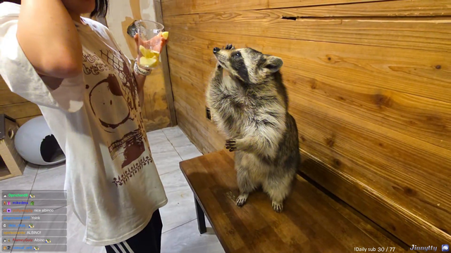 Cute racoons