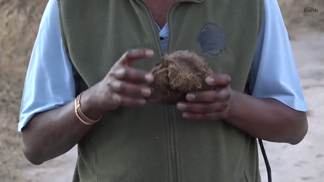 Safari guide's weight loss tips ft. Elephant dung