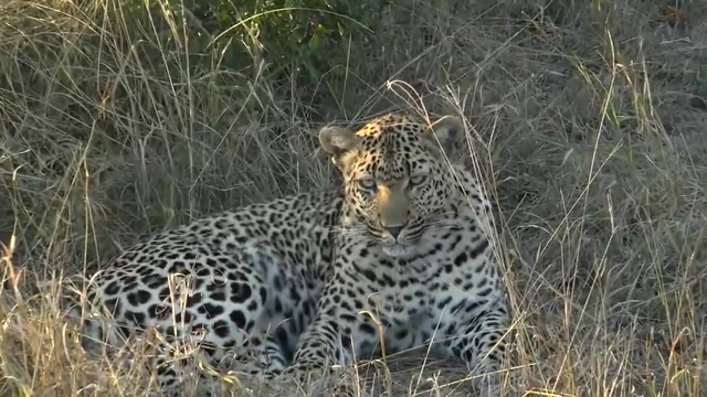 Can you take that seriously? Leopard sawing