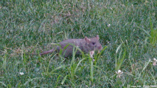 Maya films the natural fauna in NY