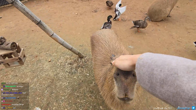 Capybara kisses Jinny