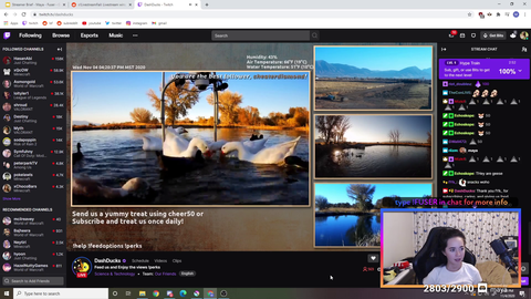 Mizkif starts a feeding frenzy on duck stream
