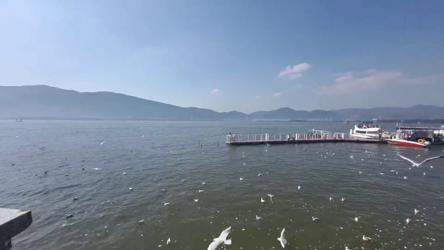 Water feeding seagulls from the head