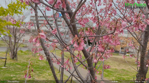Japanese IRL streamer Mouowari explains the difference between red Sakura and White Sakura trees