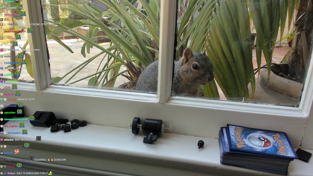 Squirrel runs away at the smell of xQc
