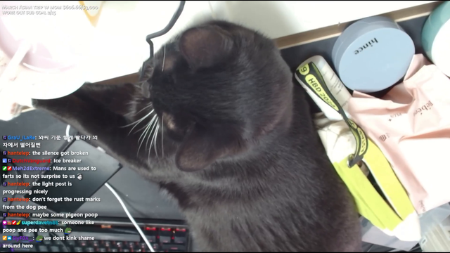 Jackass cat