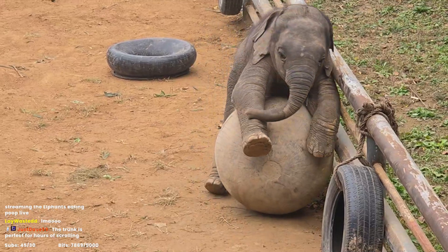 Cute baby elephant fumbles
