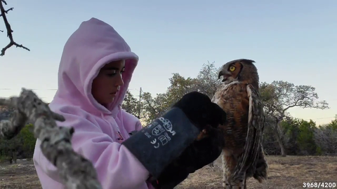 Maya releases Great Horned Owl