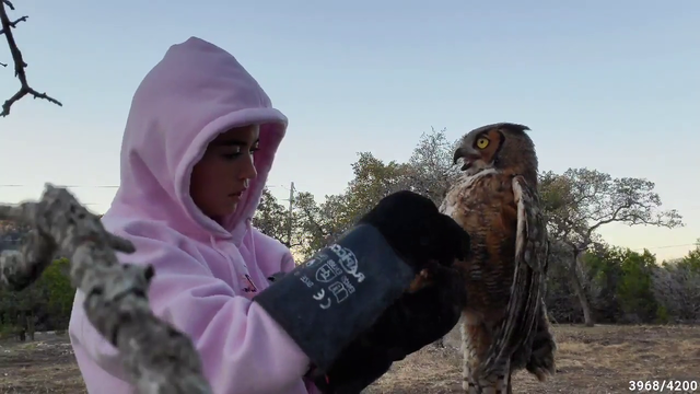 Maya releases Great Horned Owl