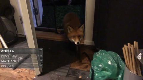 Wild fox enter streamers house and jumps onto his lap