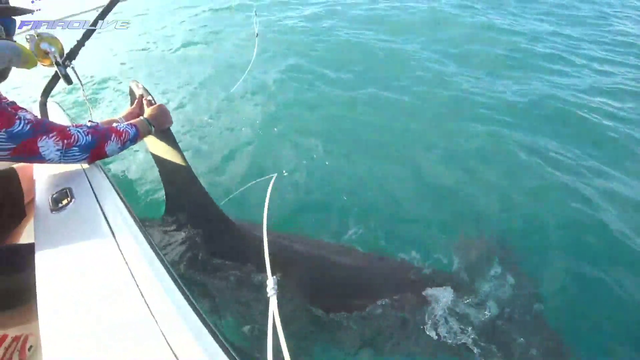 16ft Hammerhead shark caught live on stream.