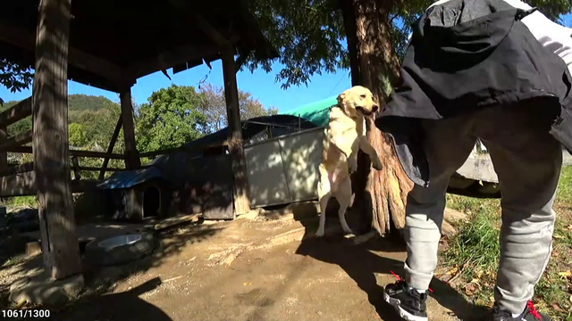 Streamer gives chained up dog water. Then this