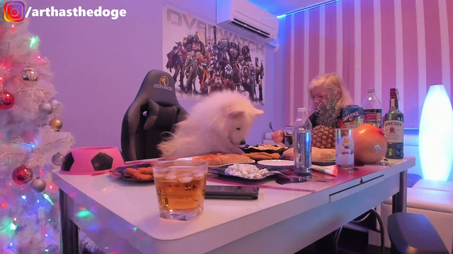 Dog doesn't let owner eat food