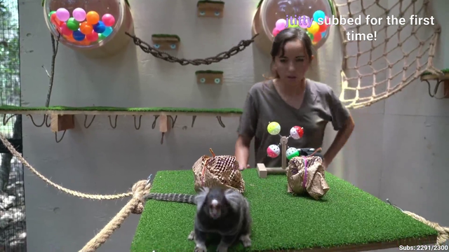 Marmoset jumps on camerman!