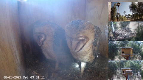 Intruder interupts owl's daytime nap
