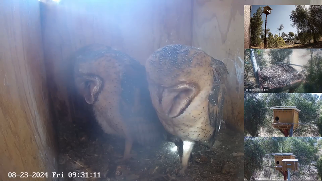 Intruder interupts owl's daytime nap