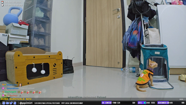 A Kitten Notices They are Being Filmed