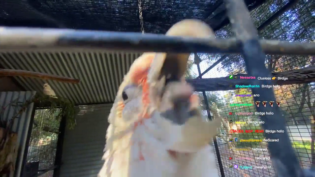 Bird takes revenge for being called ugly