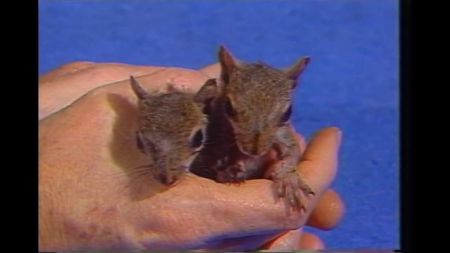 Bob Ross Cute Squirrels