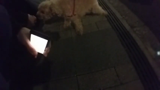 White knighted by the pupper