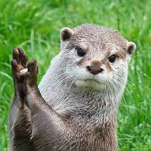 shrill_otter