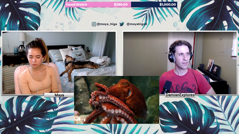 Dog Gets Ass Ate on Maya's Stream