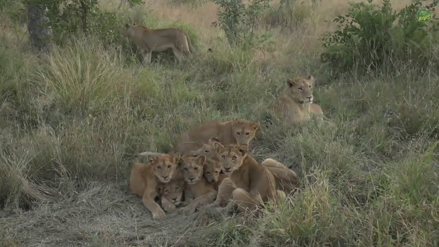 Pile of Lions